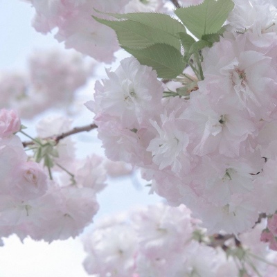 兽设森林场景创作兽圈群